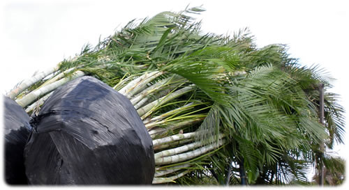 Palm Trees loaded onto a trailer, ready to leave Cove Farms.