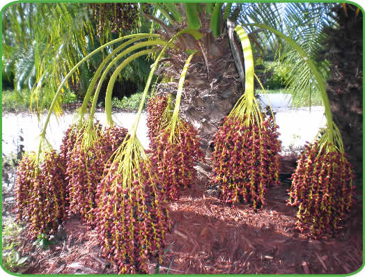 The Pygmy Date Palm – COVE FARMS