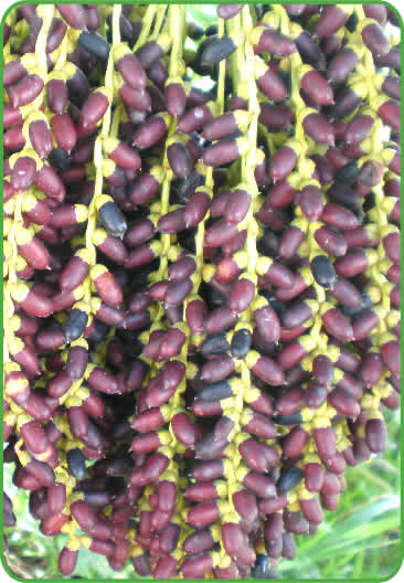 The Pygmy Date Palm – COVE FARMS